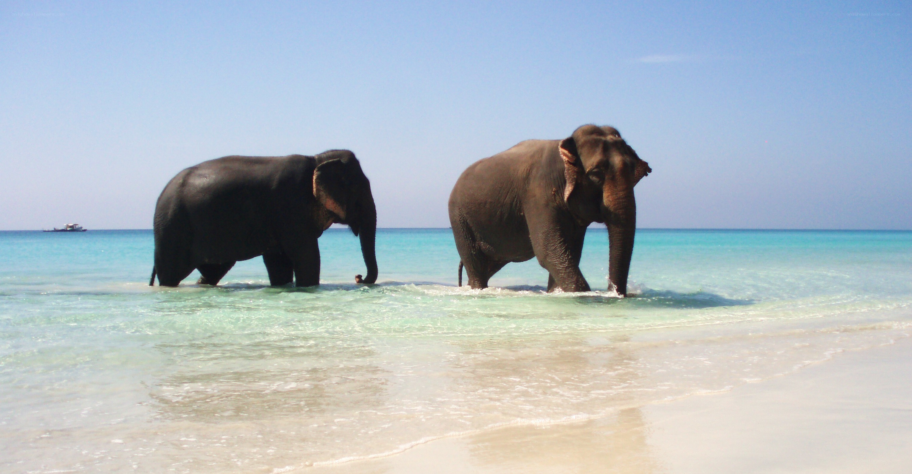 Elephants on a tropical beach