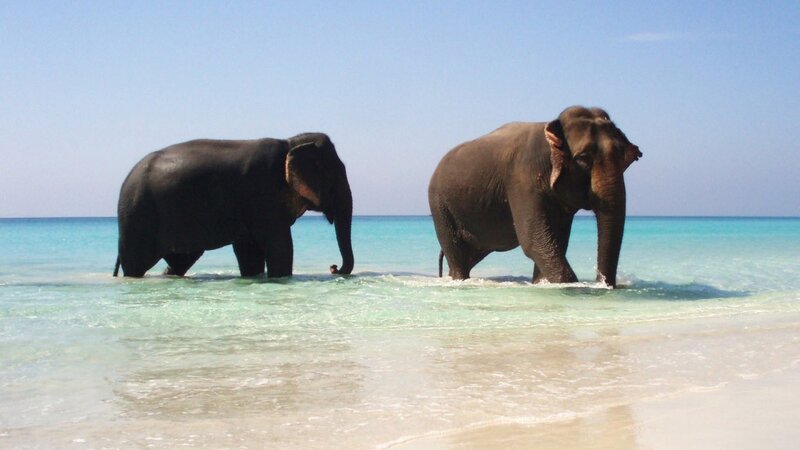elephants on a tropical beach