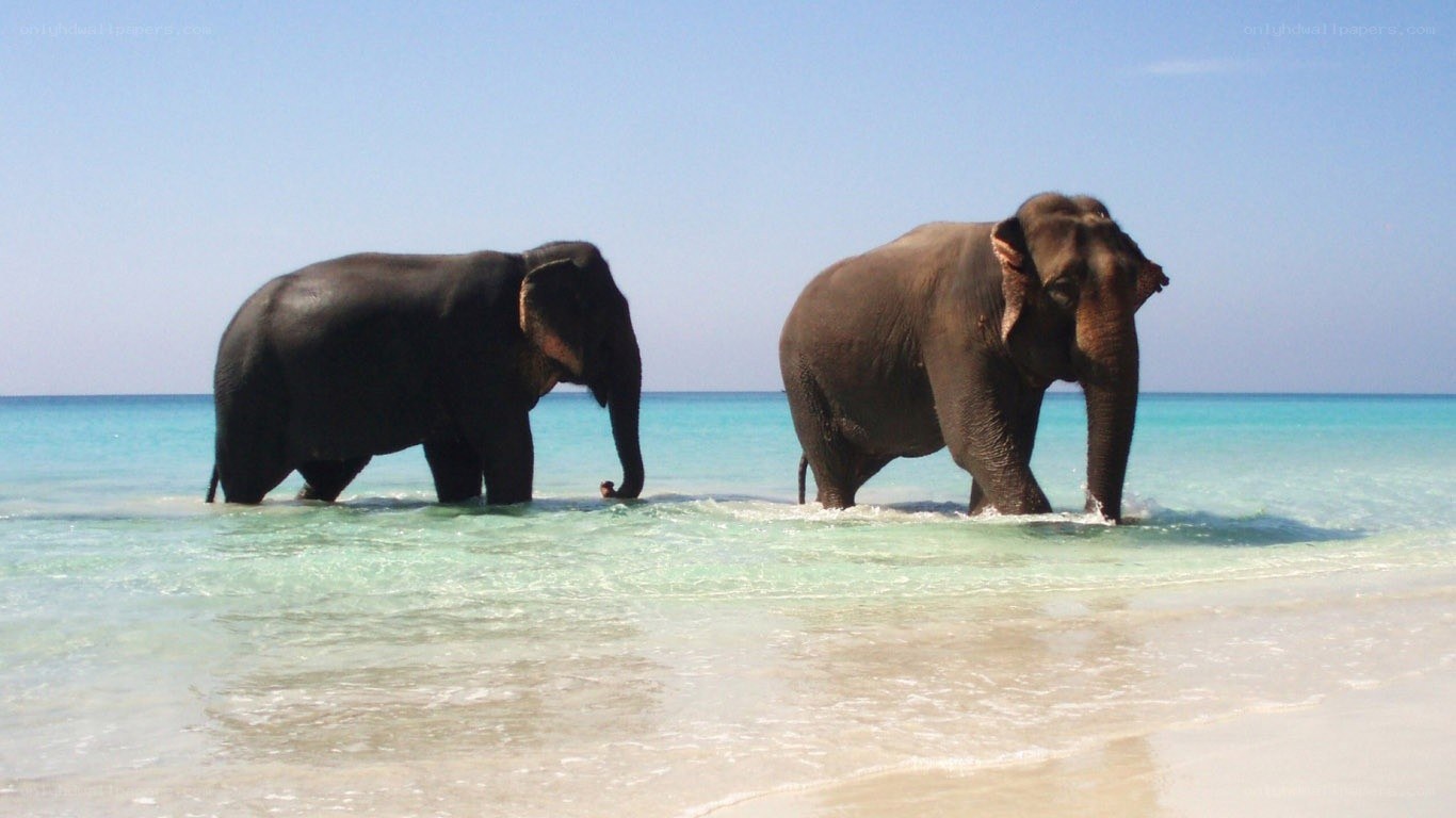 elephants on a tropical beach