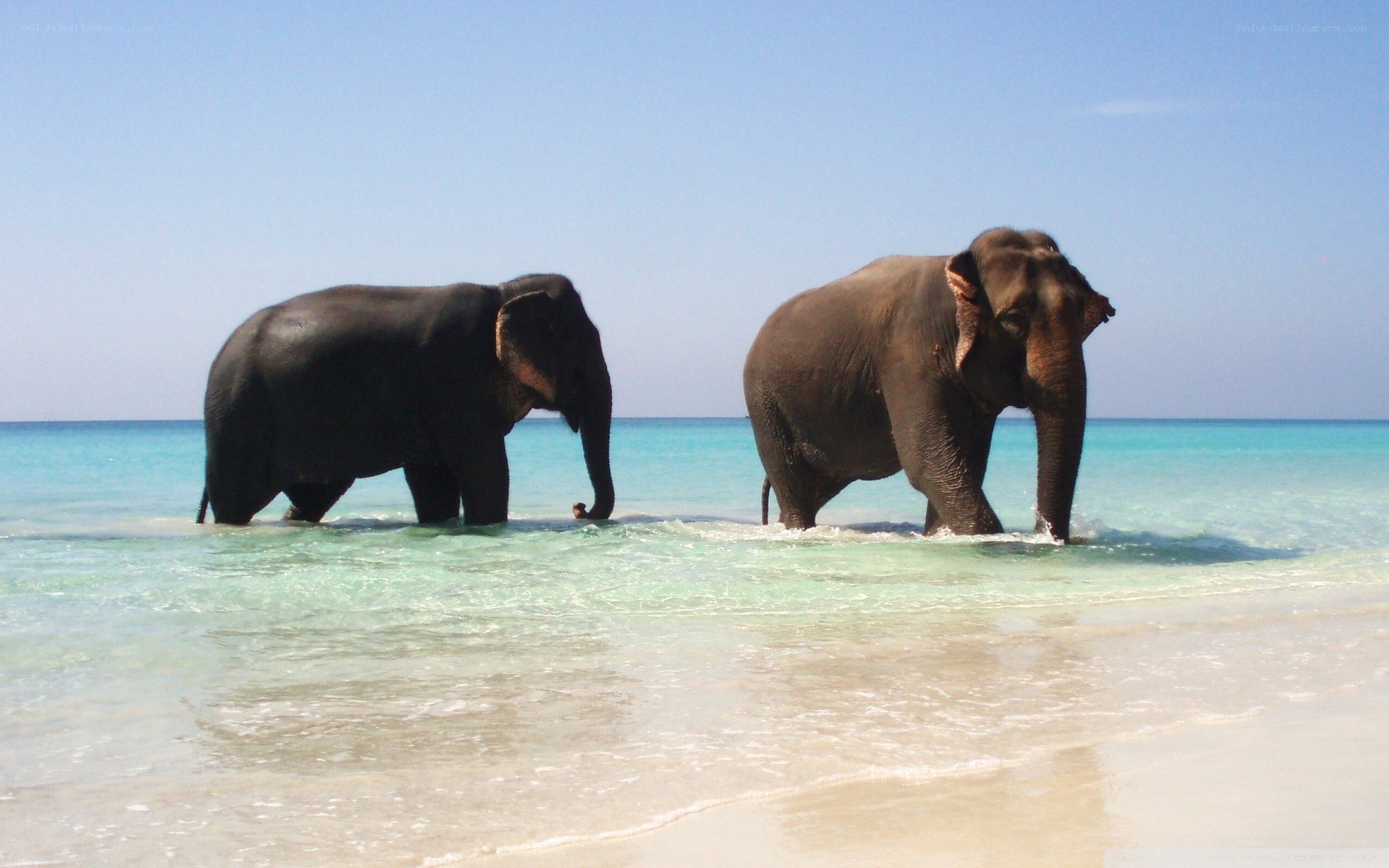 elephants on a tropical beach