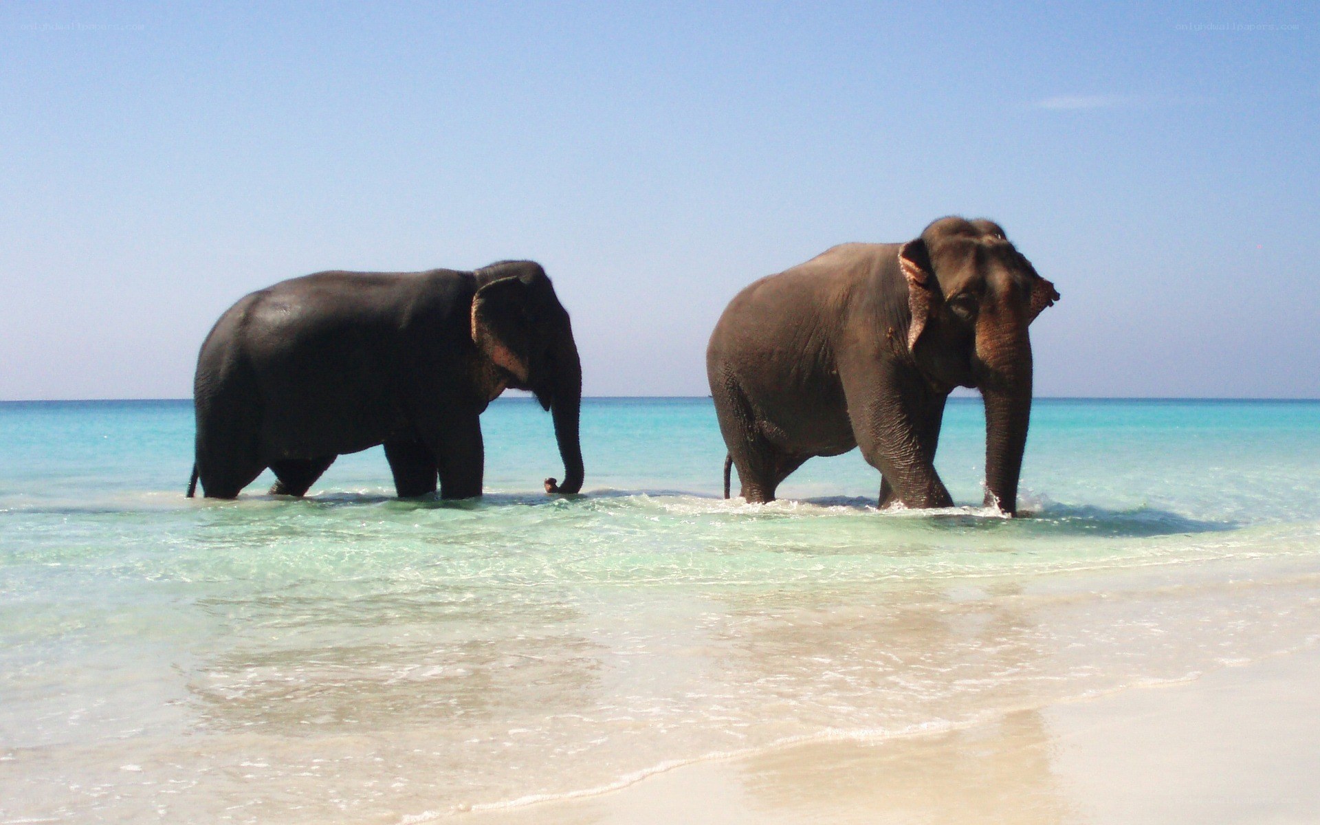 elephants on a tropical beach