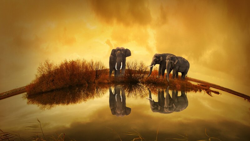 Elephants on Island — Gold, Dramatic