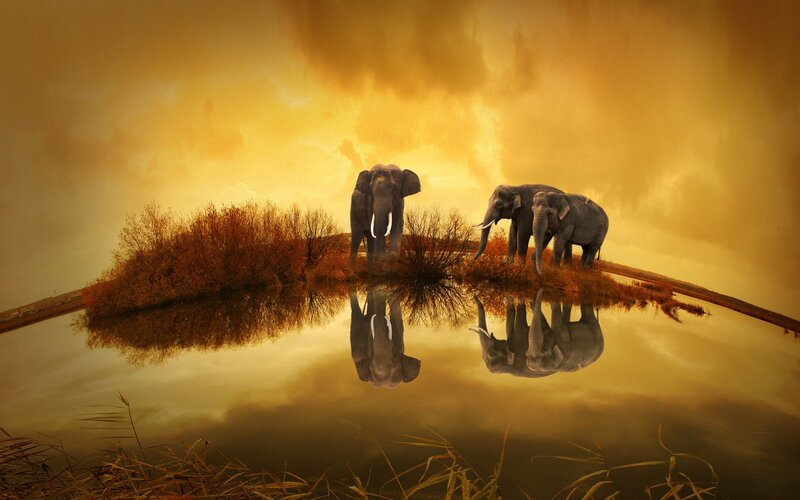 Elephants on Island — Gold