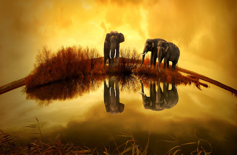 Elephants on Island