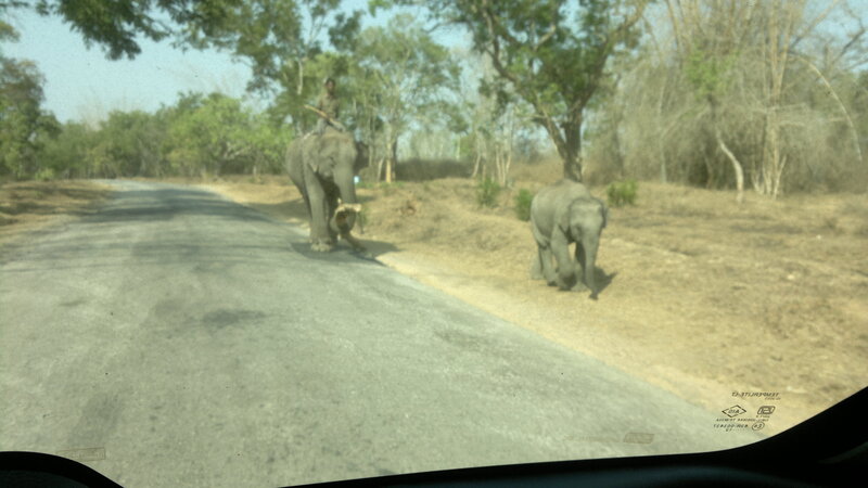 Elephants on Road