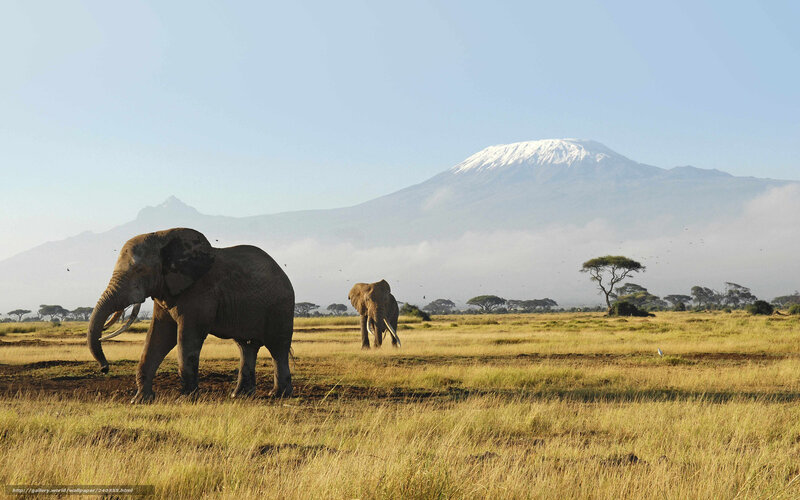 Elephants on the savanna