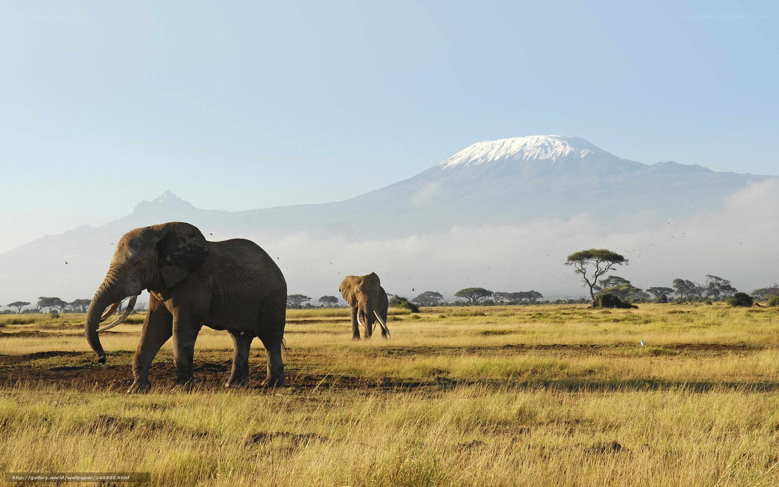 Elephants on the savanna