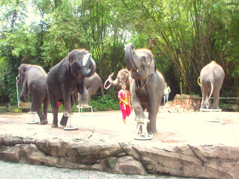 Elephants Performing Tricks