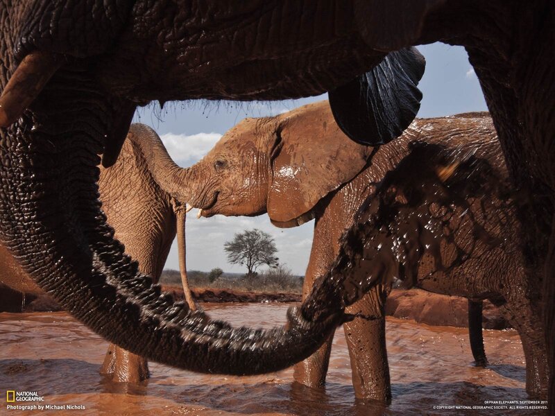 Elephants playing in mud