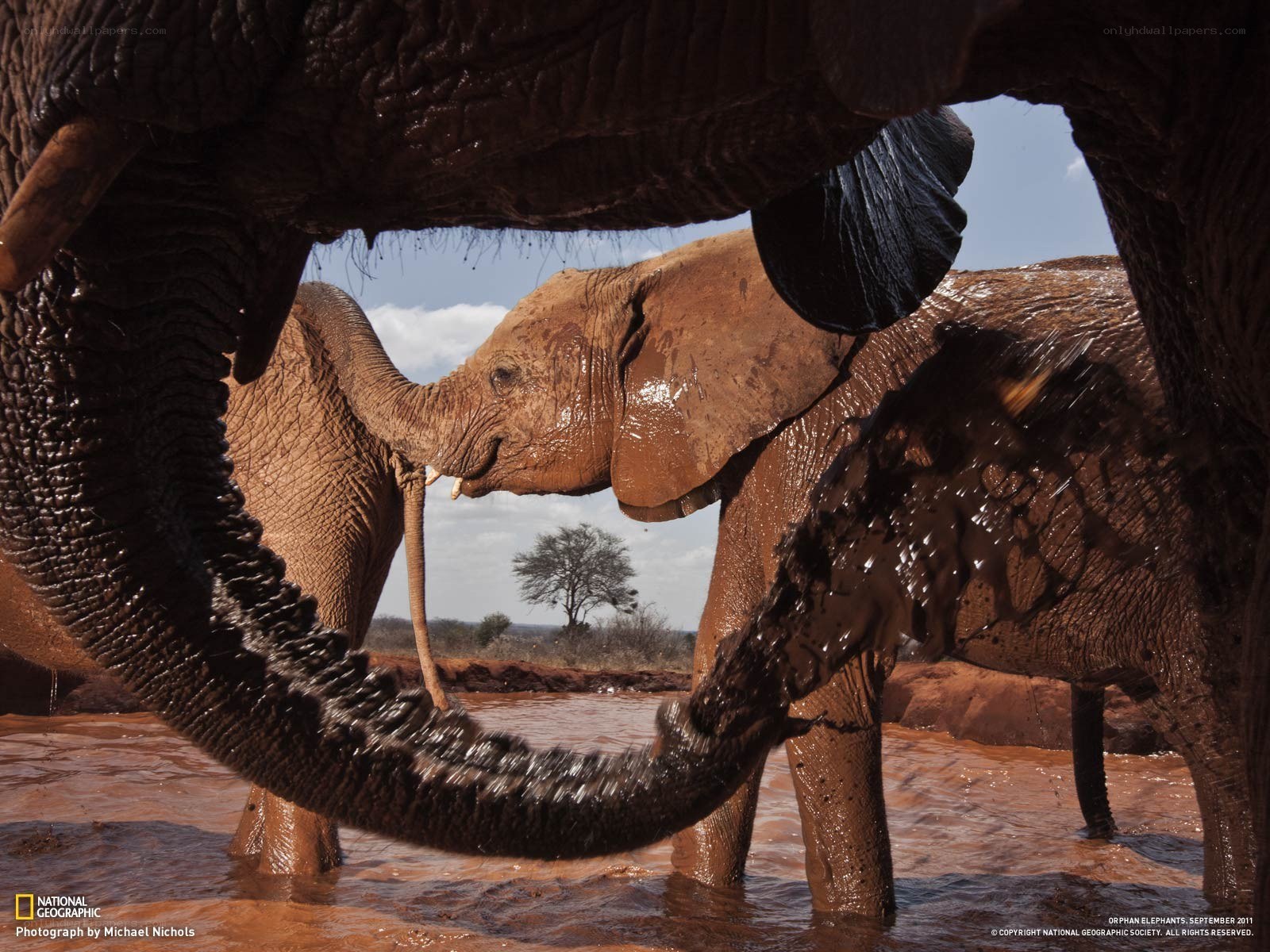 Elephants playing in mud