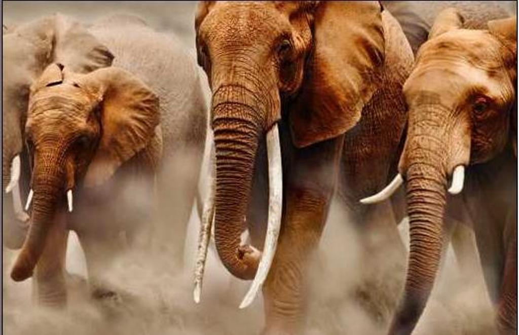 elephants running in dust