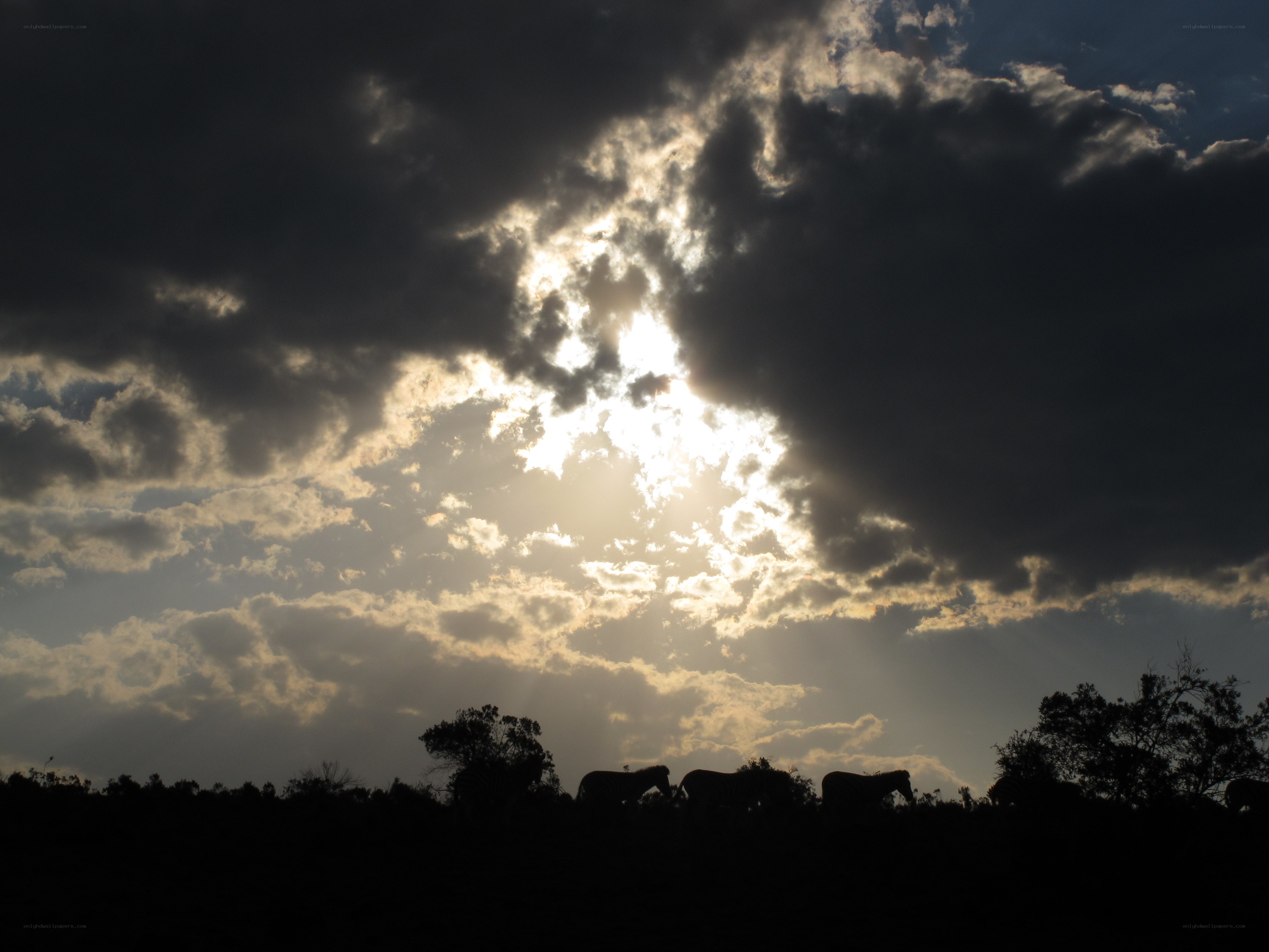 elephants silhouetted at sunset