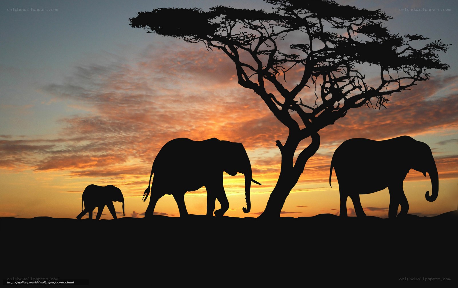 Elephants Silhouetted at Sunset