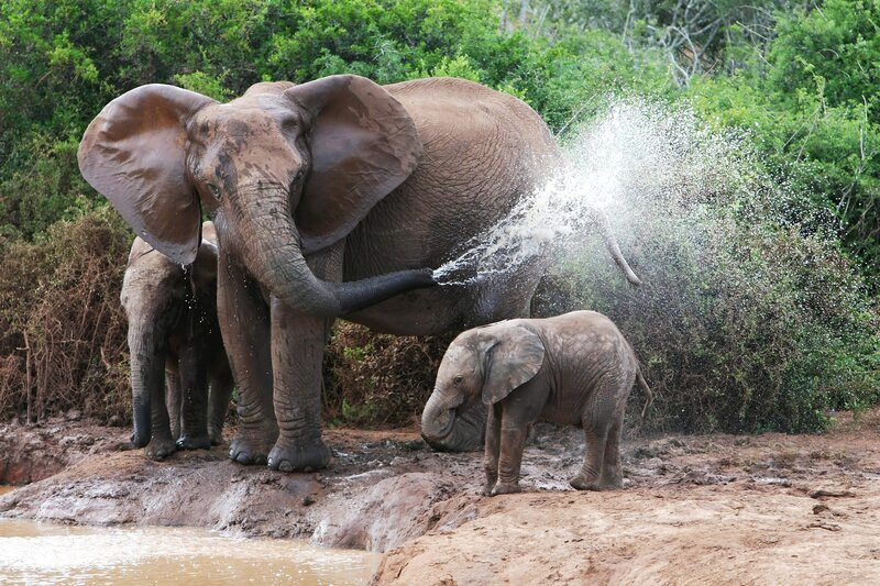 Elephants splashing water