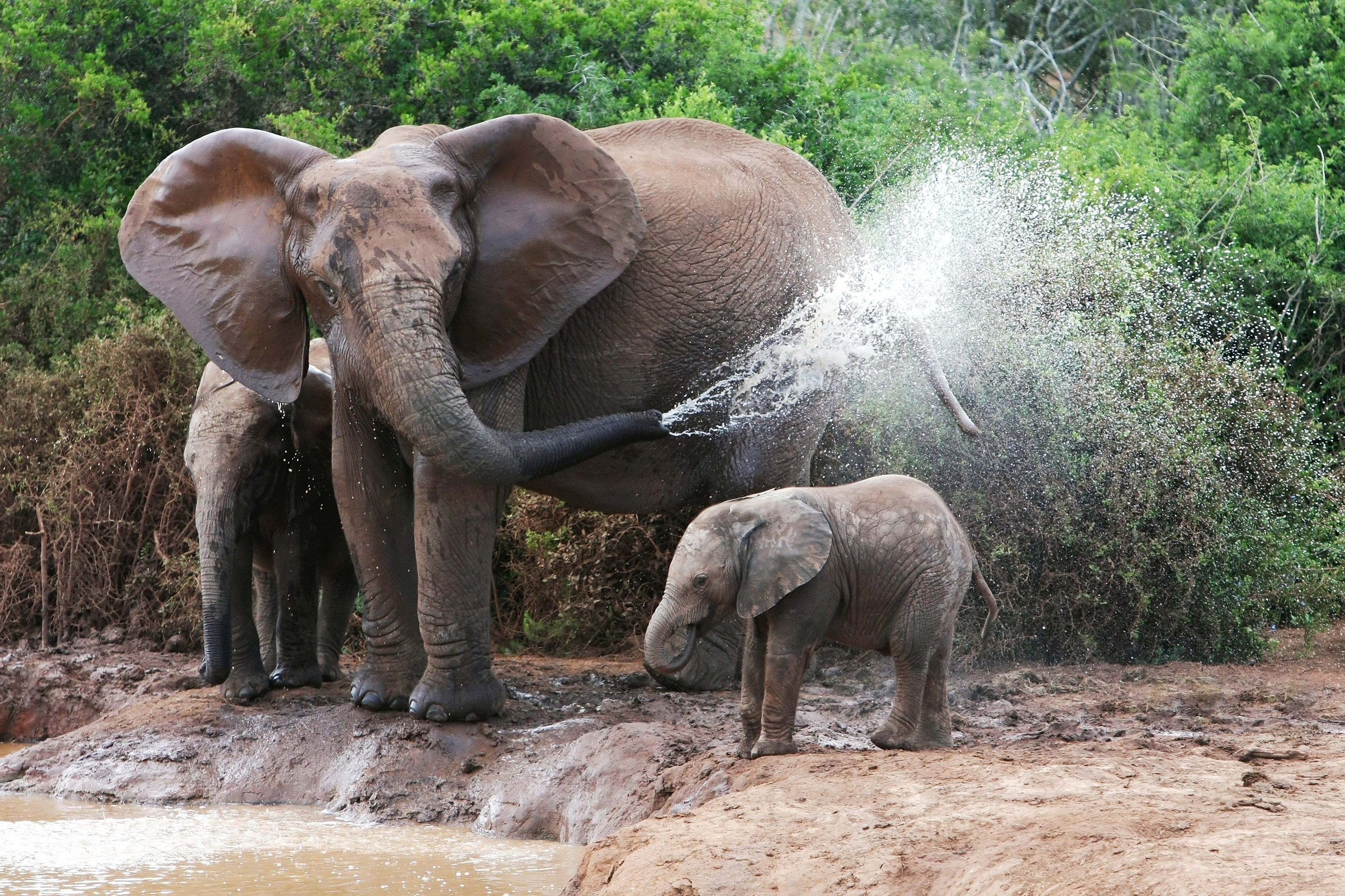 Elephants splashing water