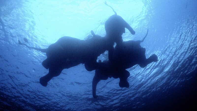 elephants swimming underwater