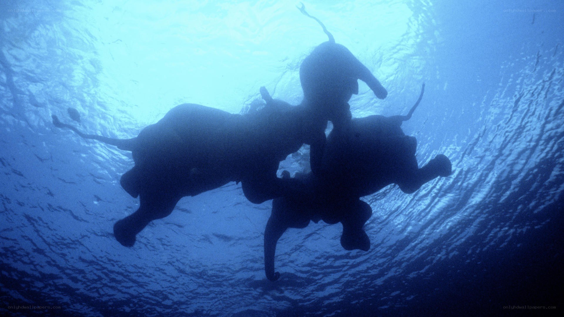 elephants swimming underwater