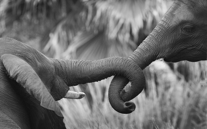 elephants touching trunks