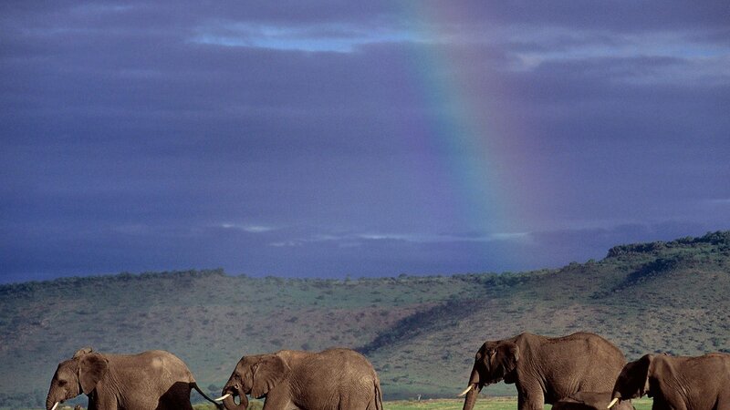 elephants under a rainbow