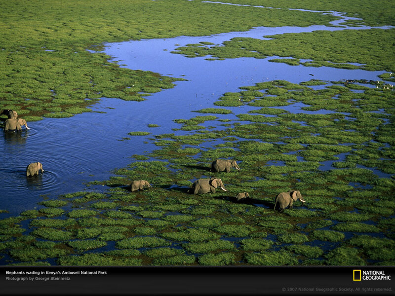 Elephants wading in Amboseli