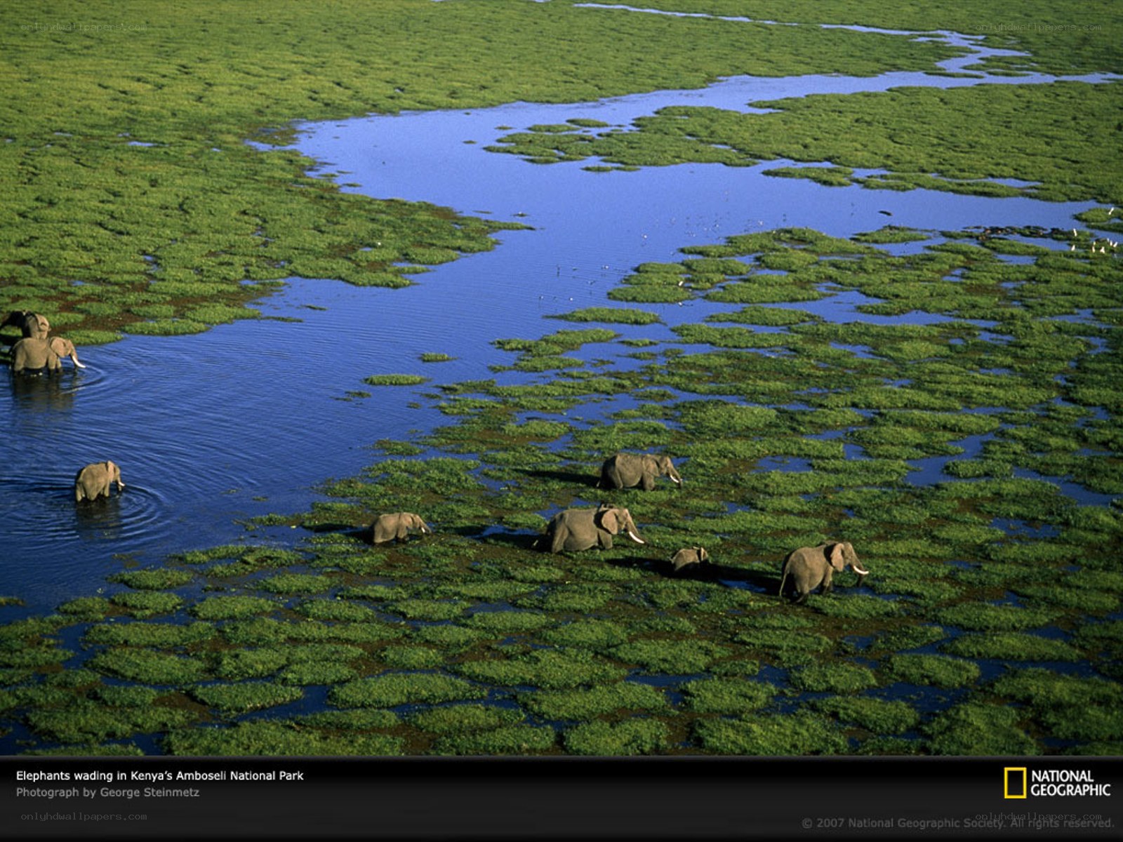 Elephants wading in Amboseli