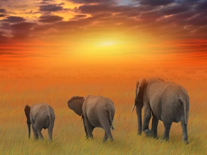 Elephants walking at sunset