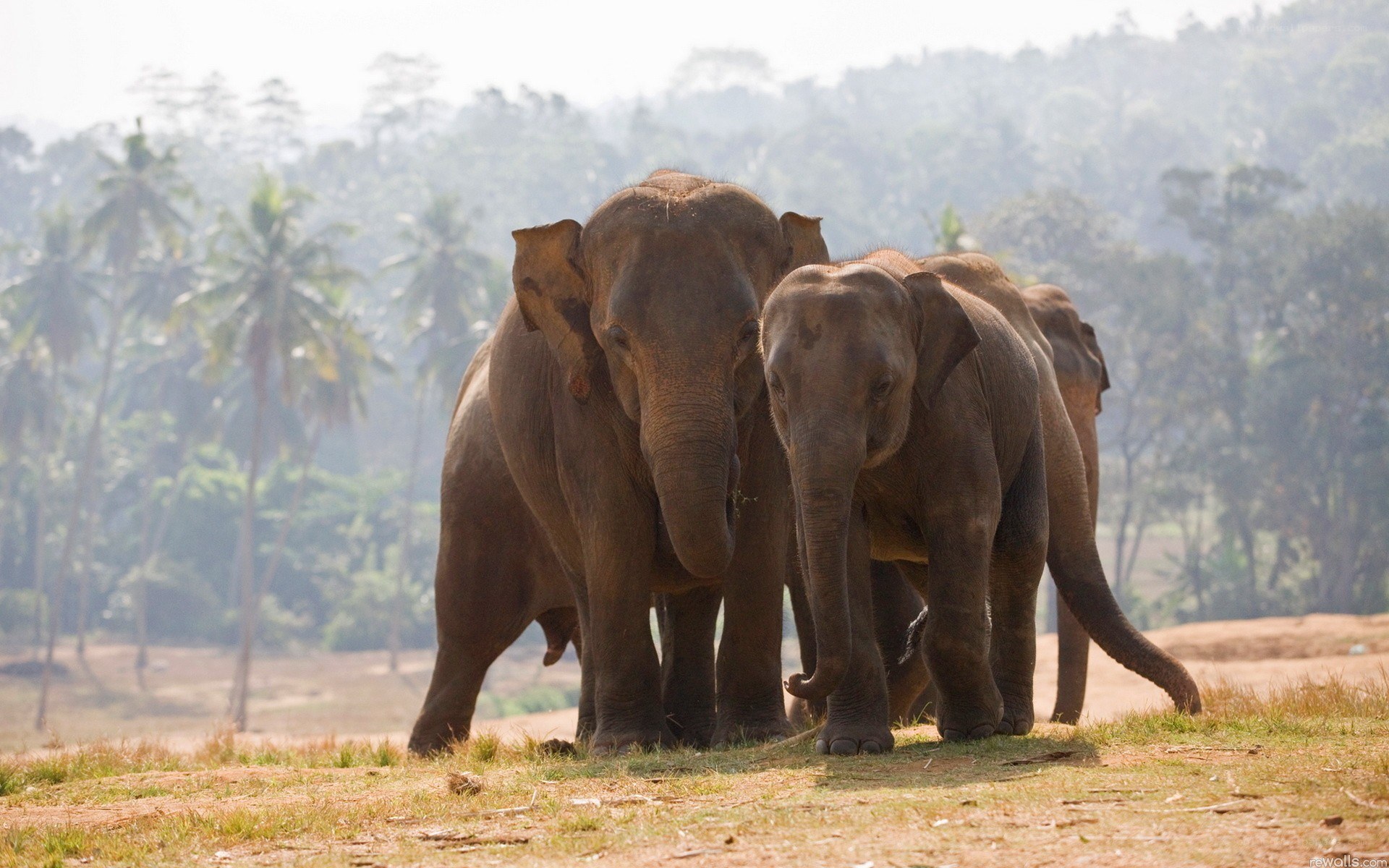 elephants walking in a line