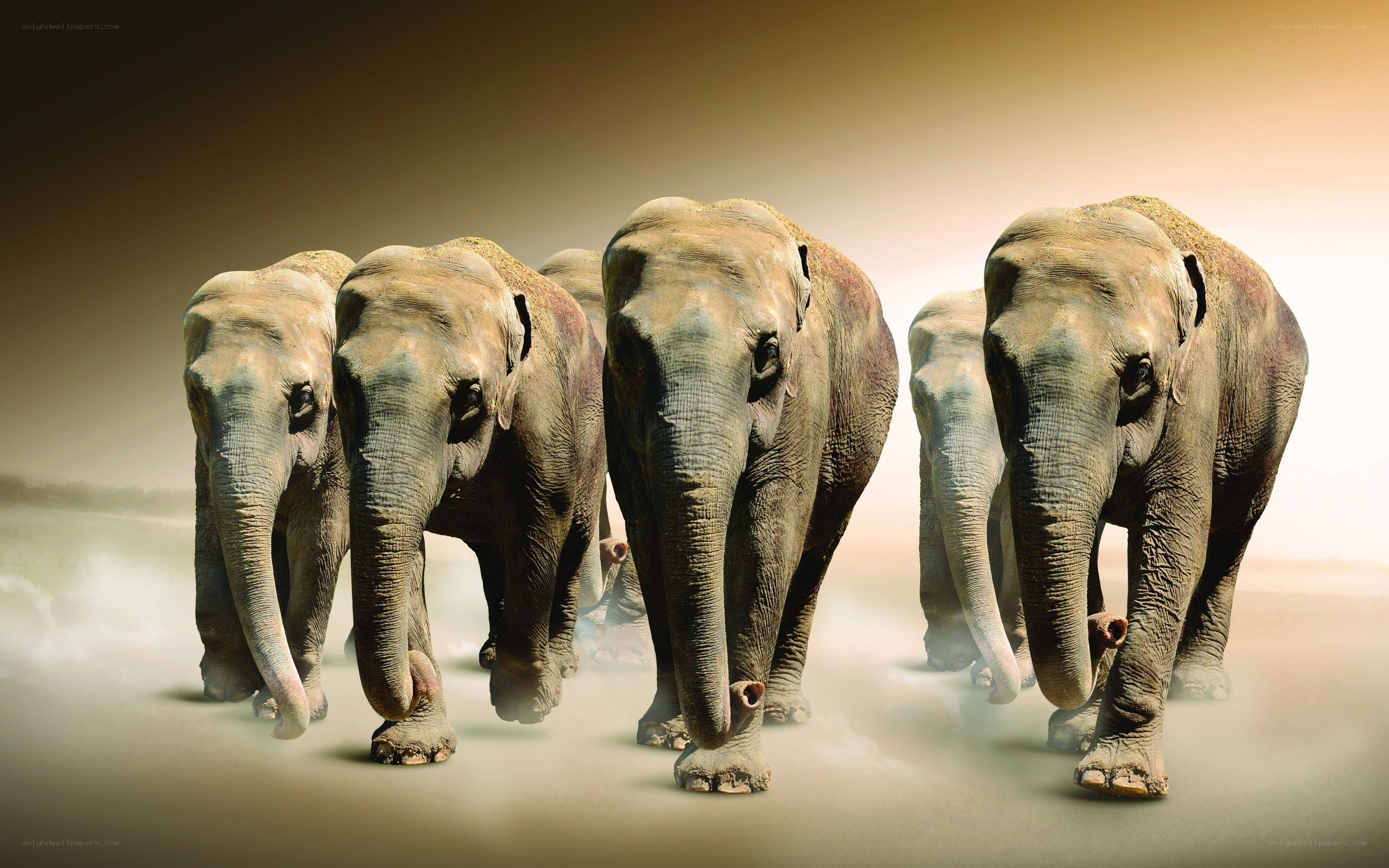 elephants walking in a line