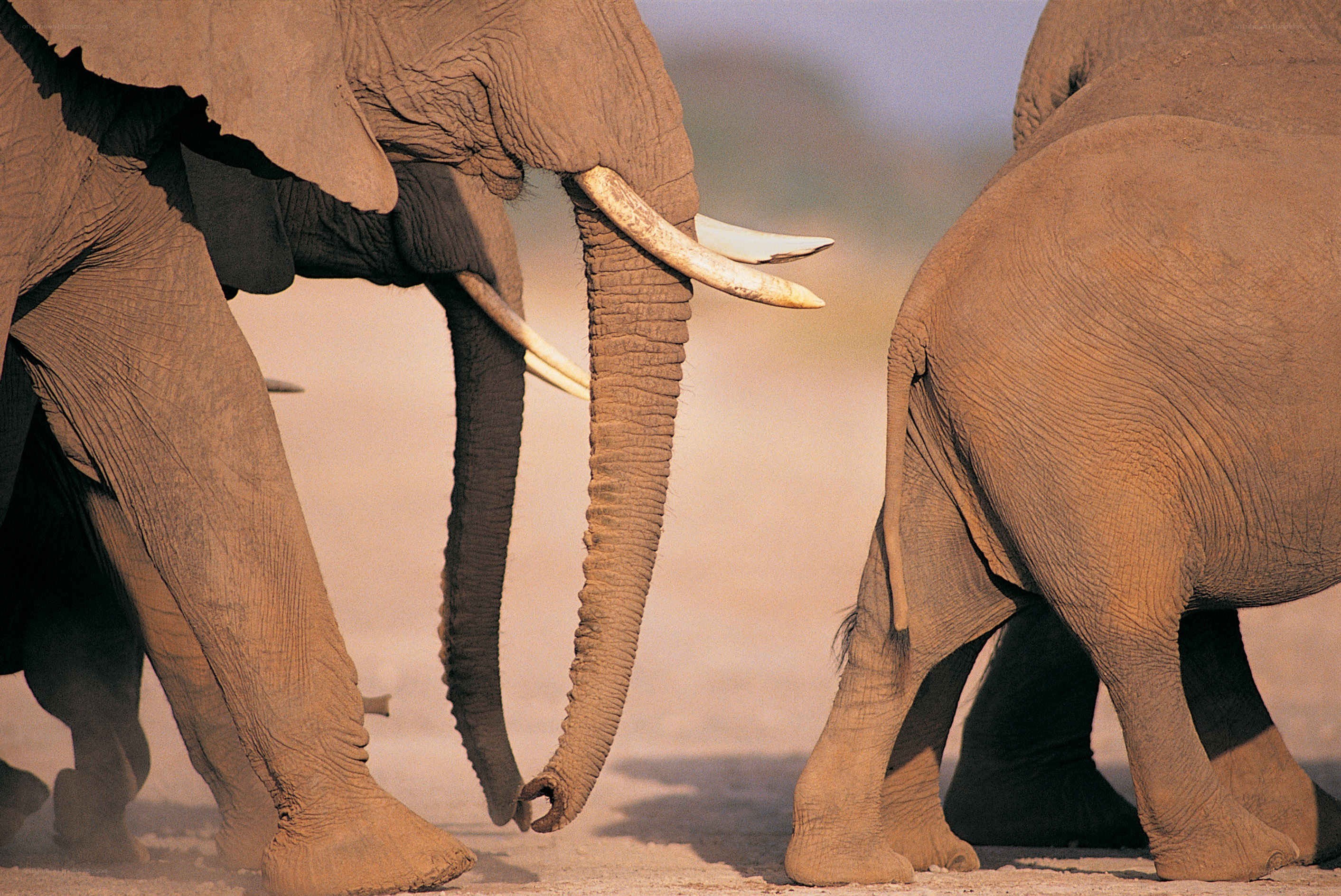 Elephants walking in the dust