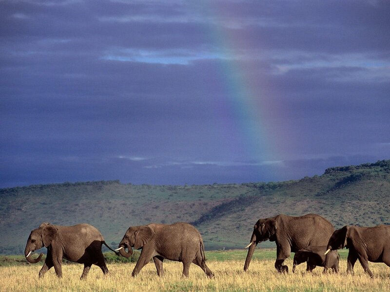 Elephants walking under a rainbow