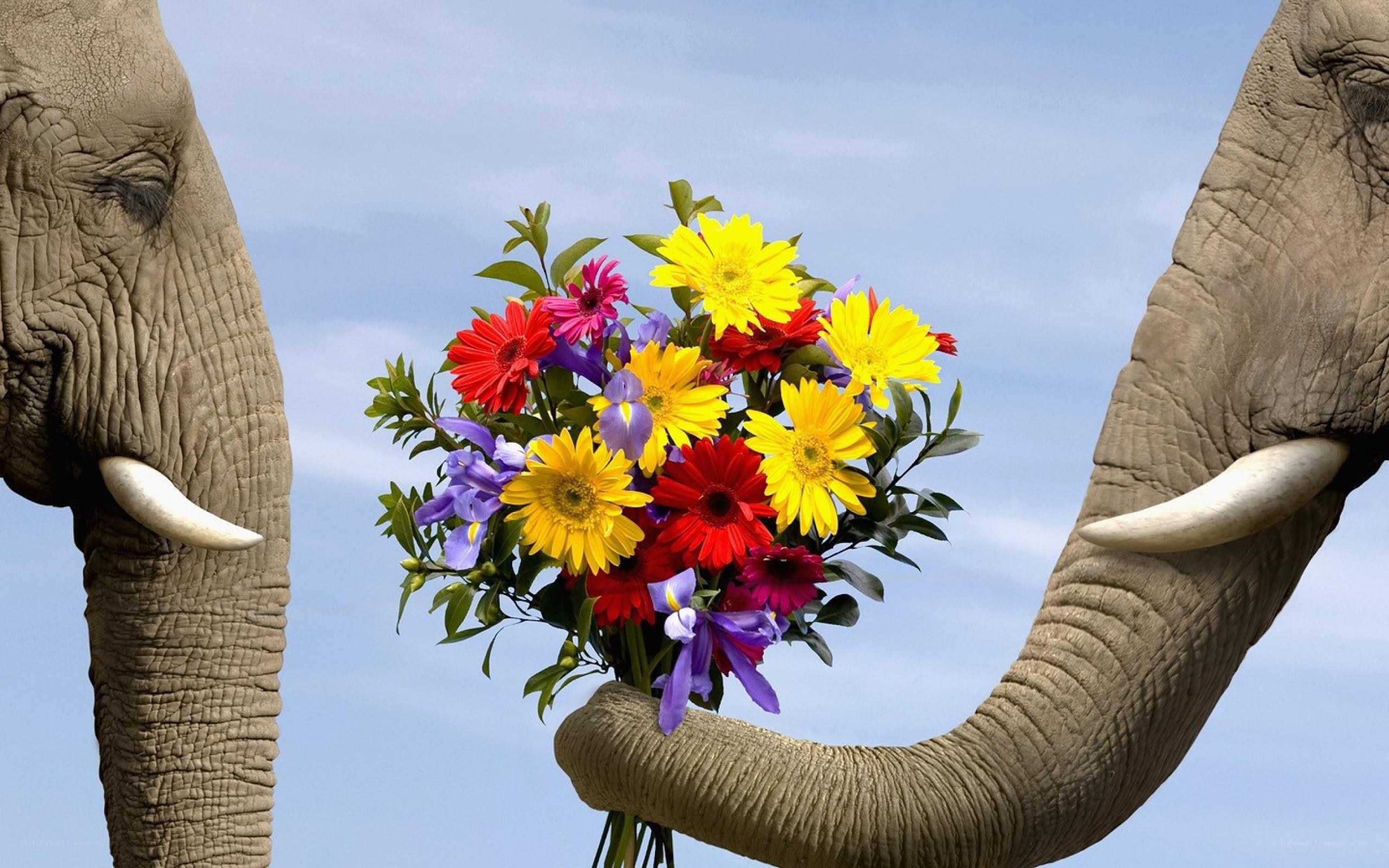 elephants with flower bouquet