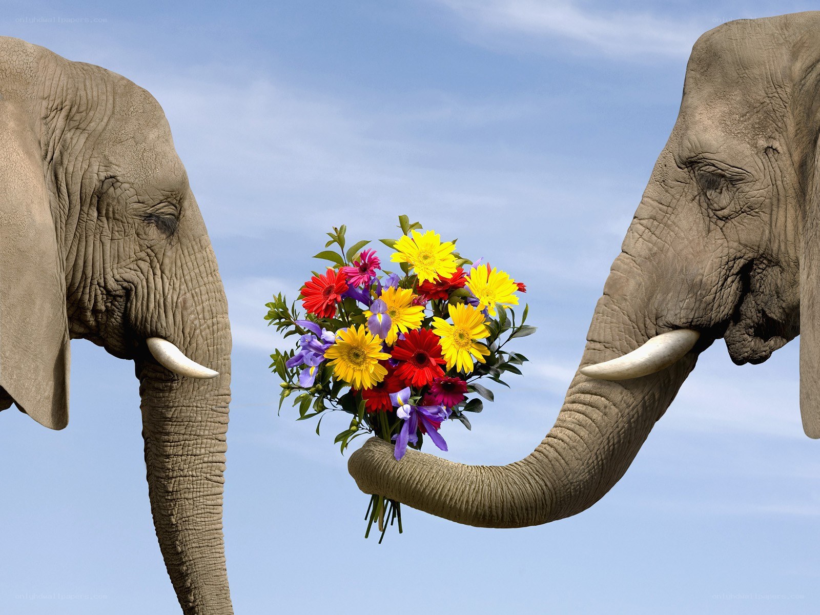 elephants with flowers