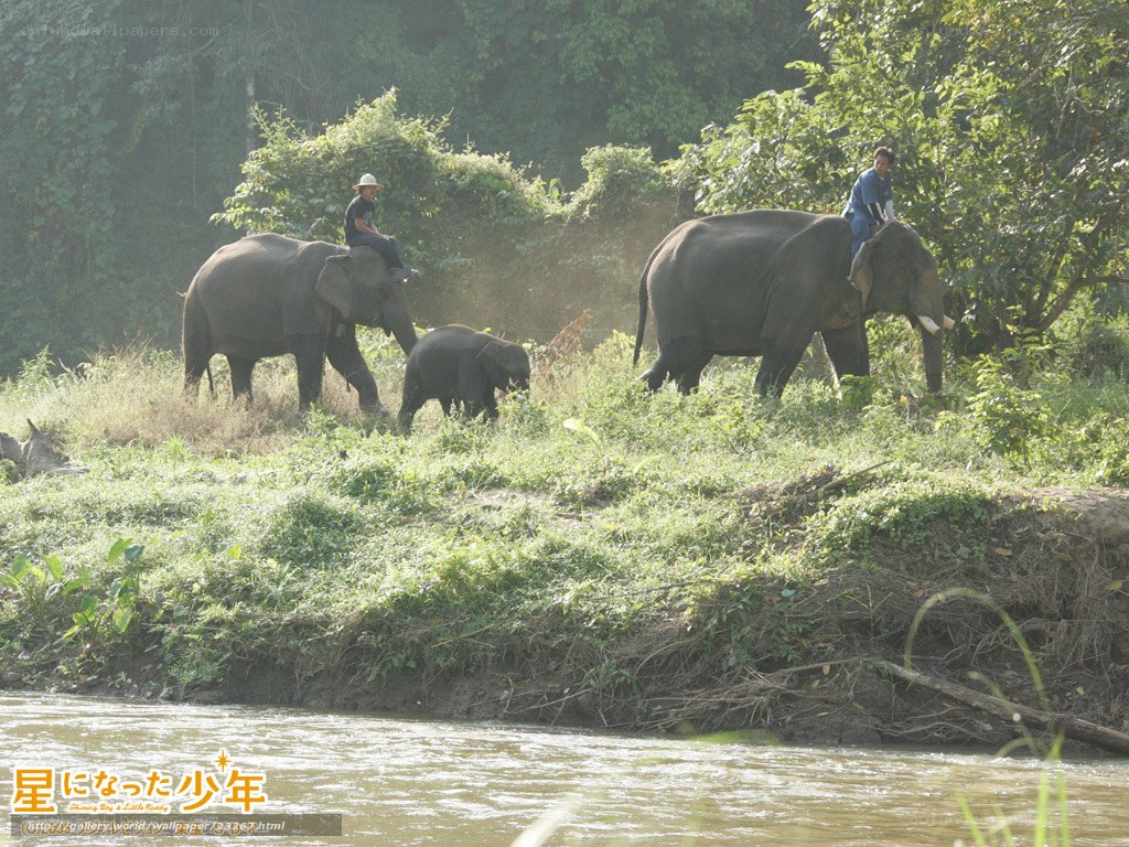Elephants with riders by river