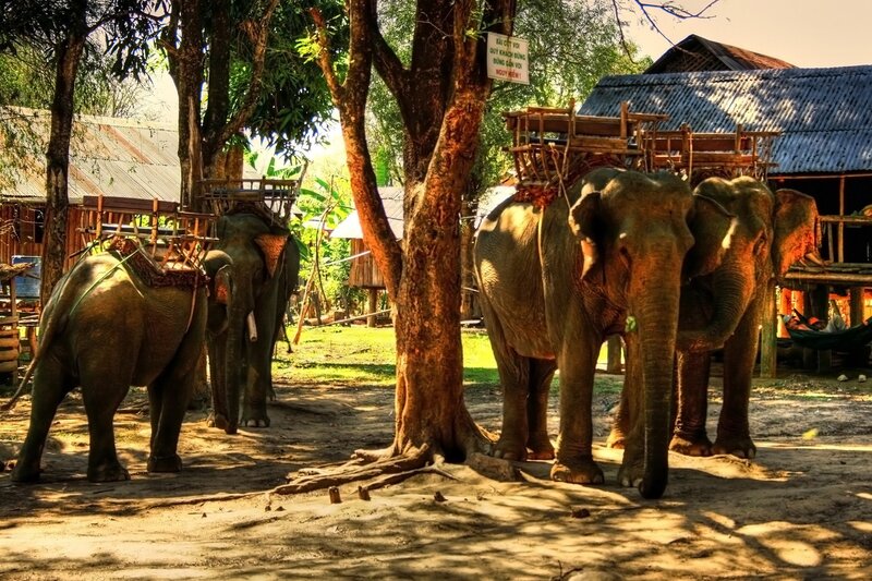 Elephants with Saddles