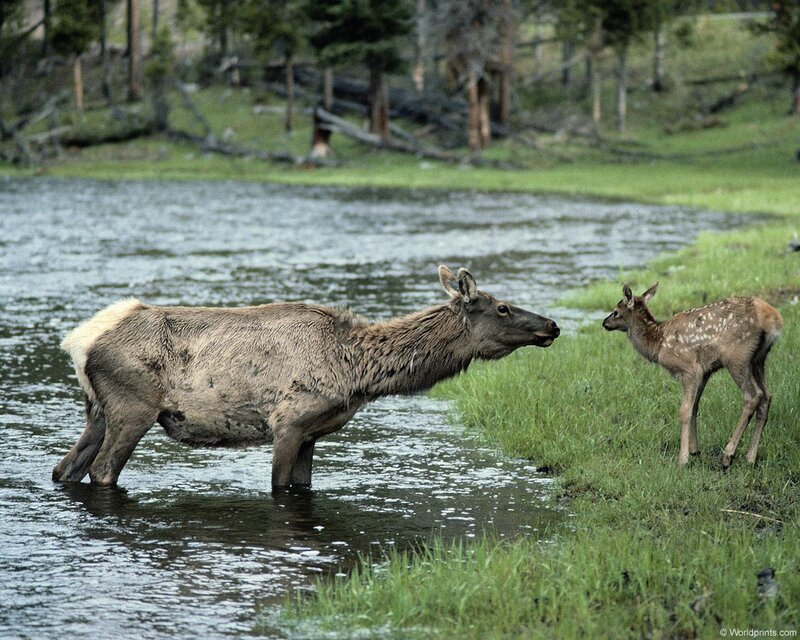 Elk and Calf
