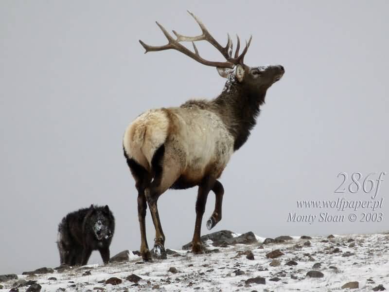 Elk and Wolf on Hill