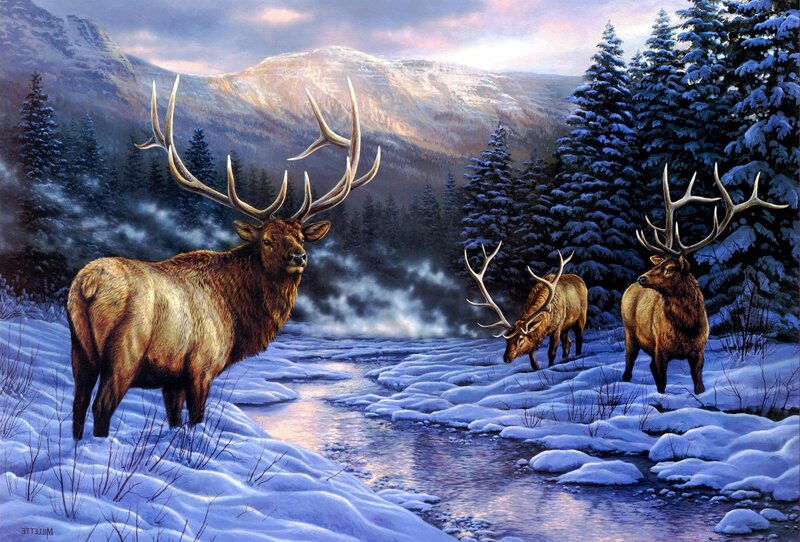 Elk Bulls in Snow