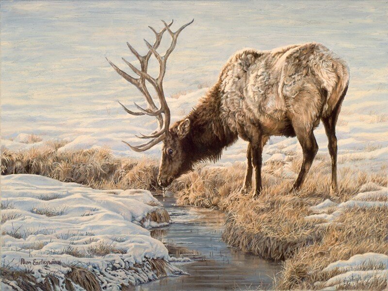 Elk Drinking from Stream — Brown