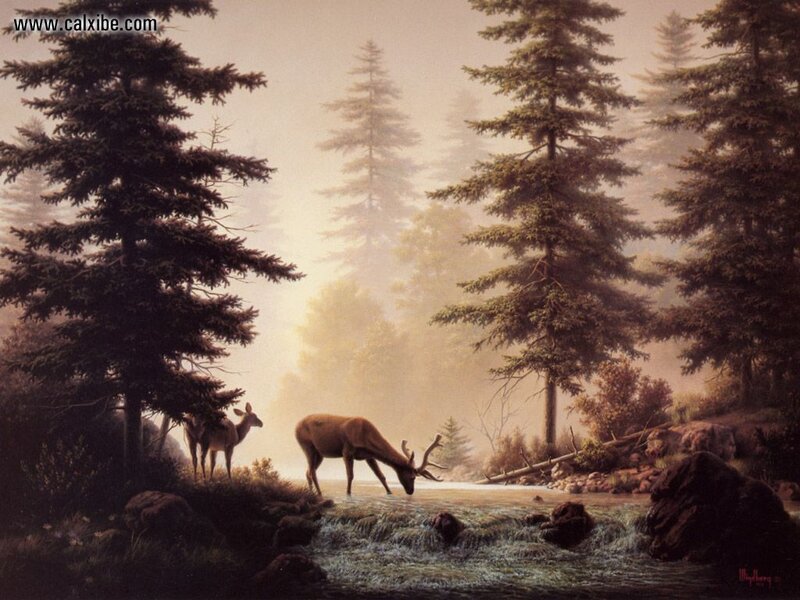 Elk Drinking from Stream