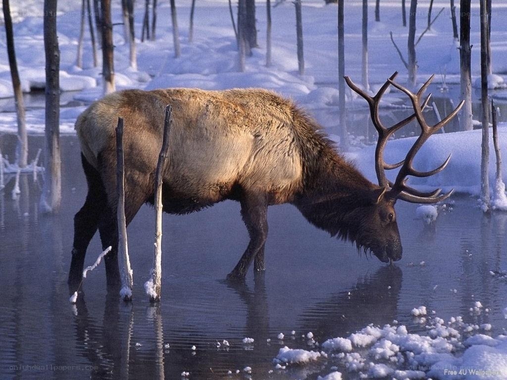 Elk drinking in snowy landscape