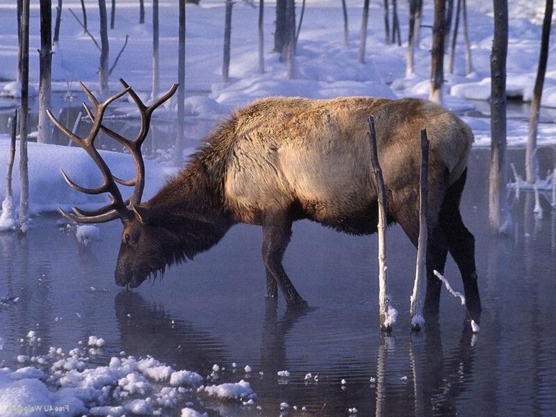 Elk Drinking Water — Brown, Serene