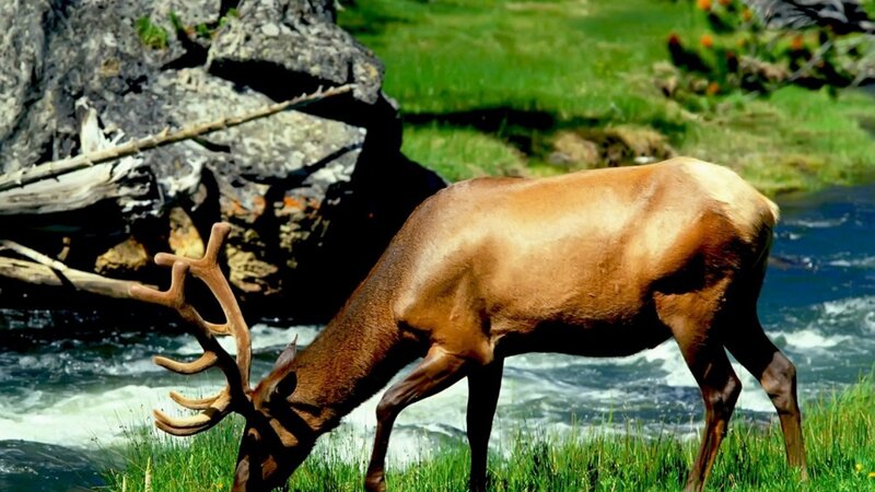 Elk Drinking Water — Brown