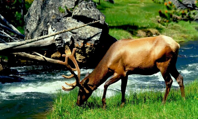 Elk Drinking Water — Green