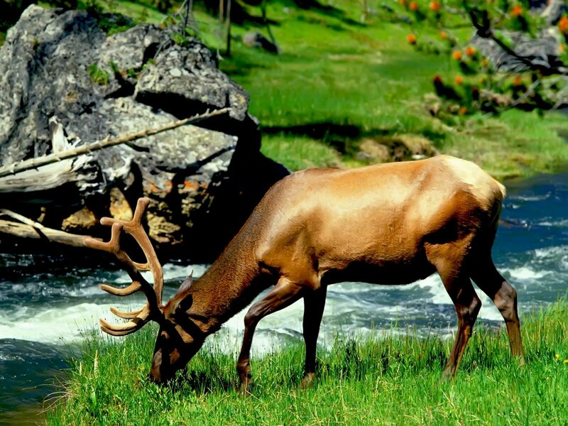 Elk Drinking Water