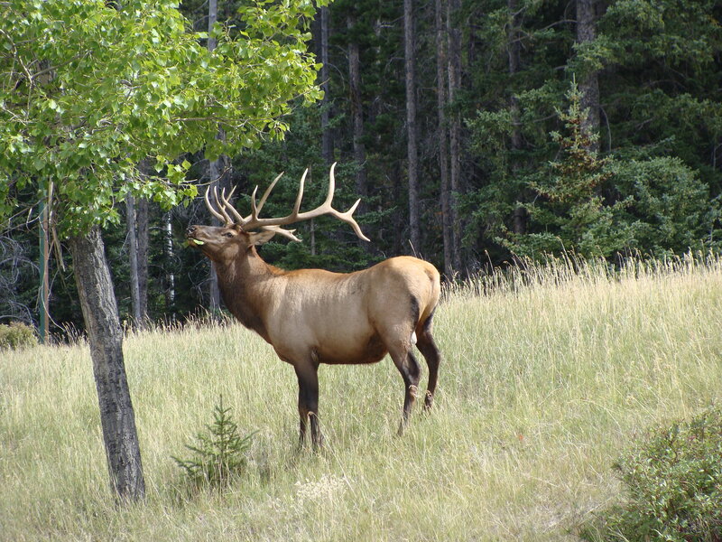 Elk eating leaves in a meadow
