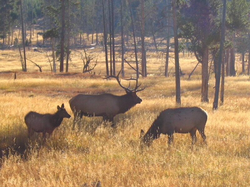 Elk family in a meadow