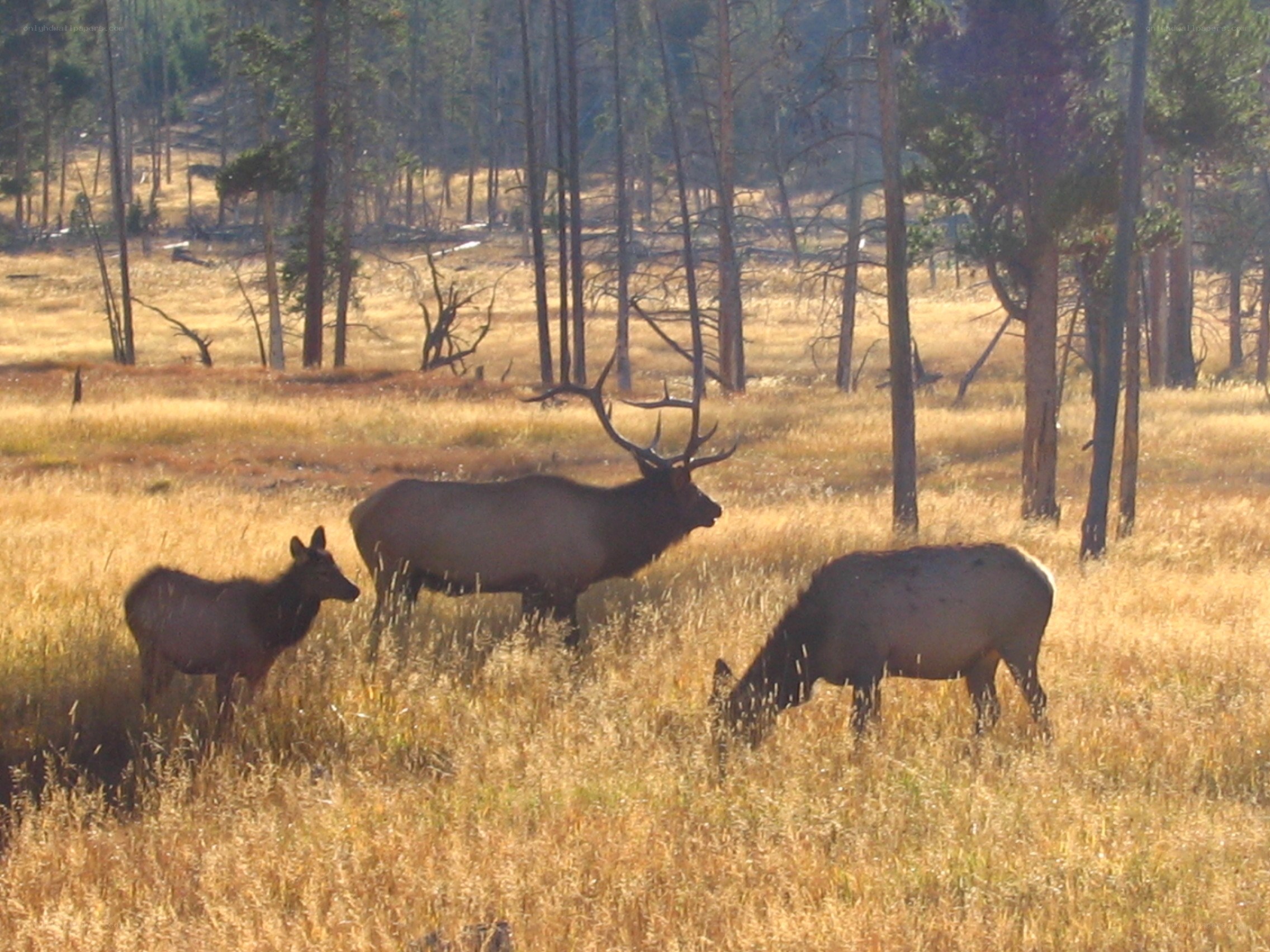 Elk family in a meadow