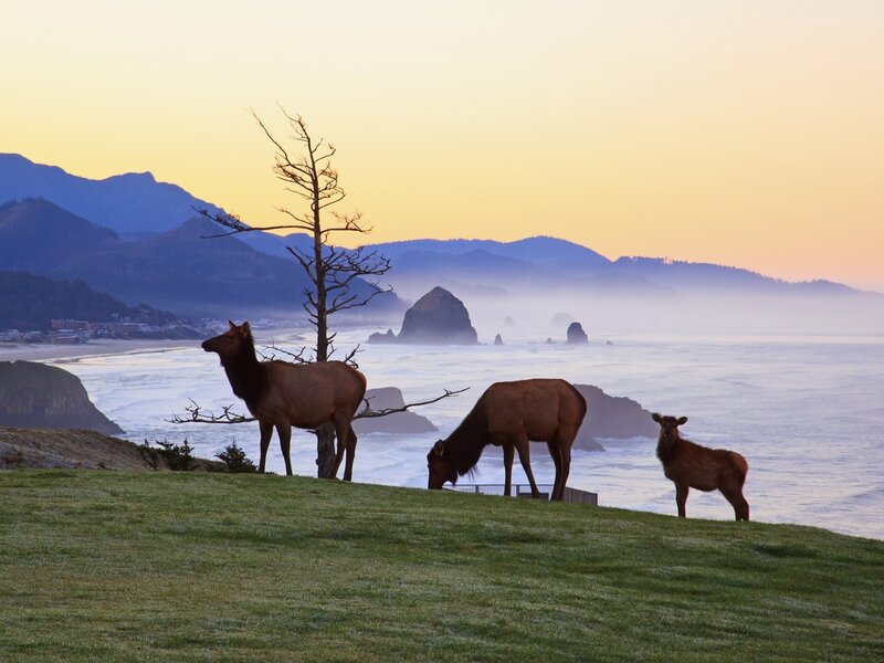 Elk Family on Cliff — Green, Serene