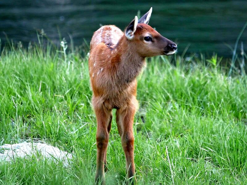 Elk Fawn in Grass