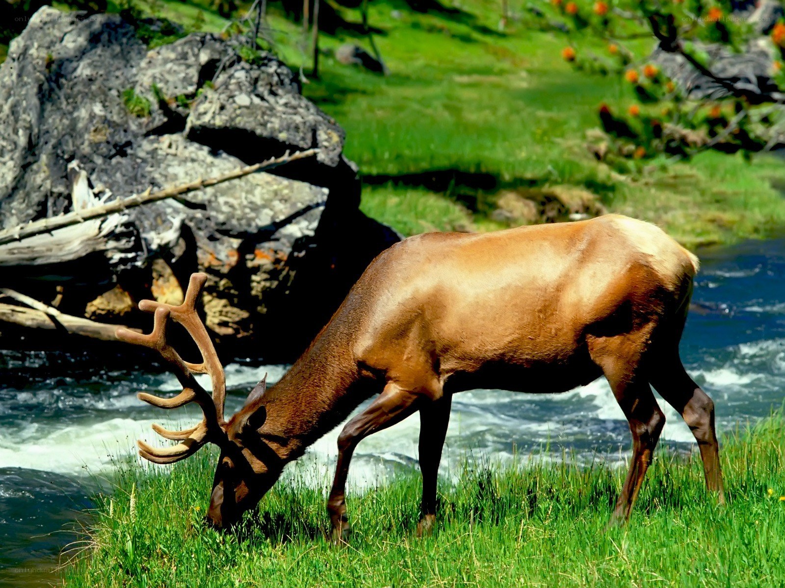 Elk grazing by a river